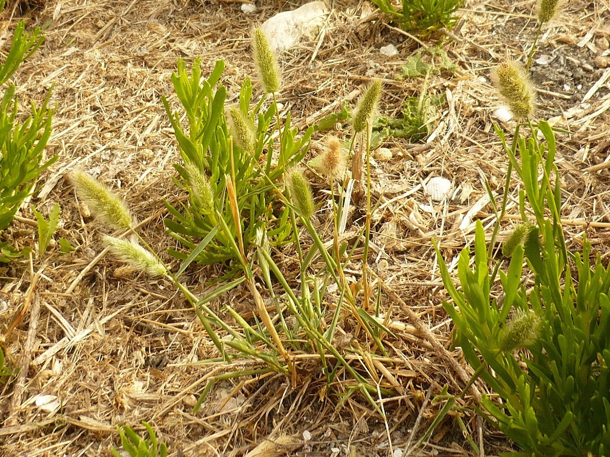 Polypogon monspeliensis (Poaceae)